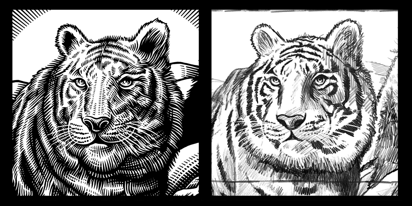 beasts_tiger_sketch